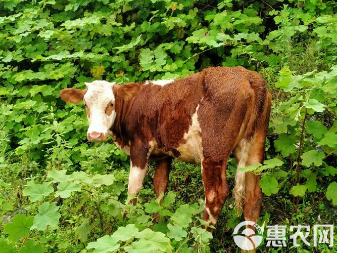 良种牛犊品种有哪些？-图3