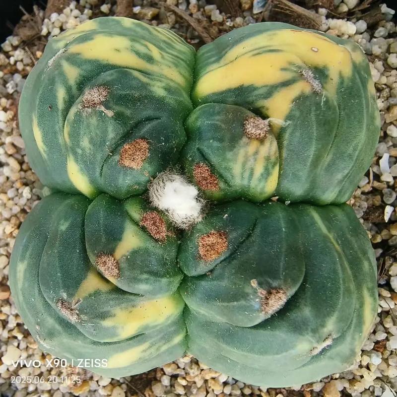 鸾凤玉的品种分类鉴别-图1