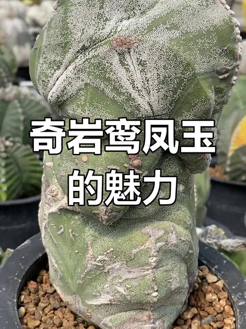 鸾凤玉的品种分类鉴别-图2