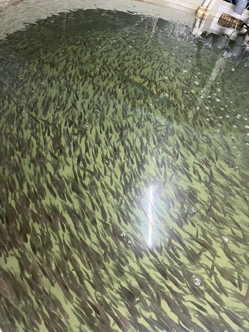 鲈鱼鱼苗孵化技术视频，如何高效孵化？-图1