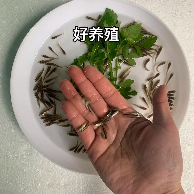 鲈鱼鱼苗孵化技术视频，如何高效孵化？-图2