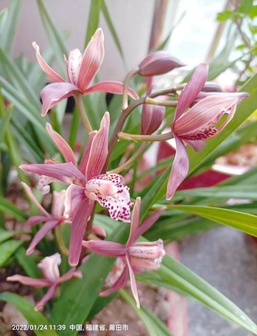什么品种的兰花最好？-图2