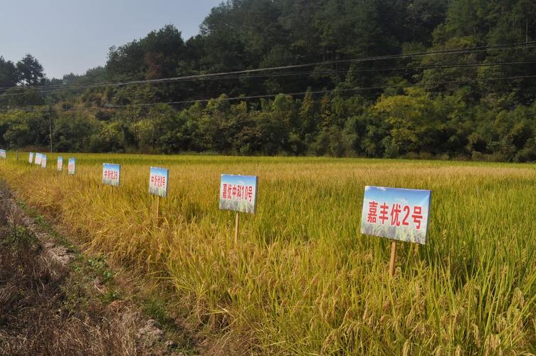 品种比较试验在哪里做-图1