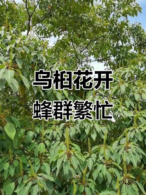 乌桕花期蜂群管理技术-图1