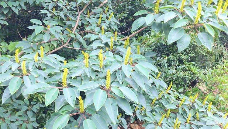 乌桕花期蜂群管理技术-图2