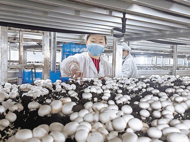 双孢菇国外种植技术有何关键要点？-图1