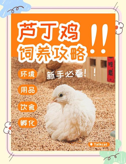 养鸡赚钱吗？技术如何提升效益？-图2