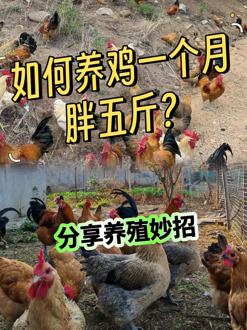 养鸡赚钱吗？技术如何提升效益？-图3