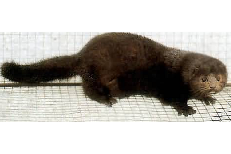 山东水貂最新行情价多少？-图1