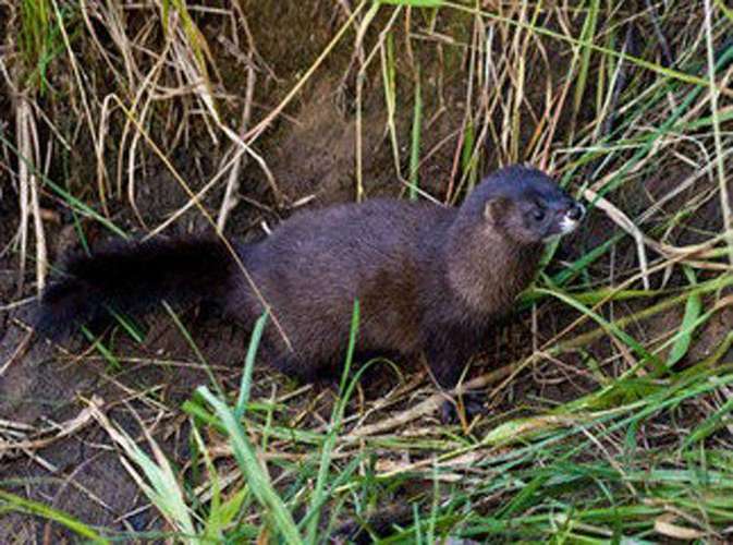 山东水貂最新行情价多少？-图2