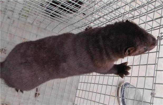 山东水貂最新行情价多少？-图3