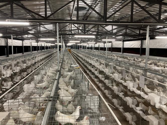 肉鸽乳鸽人工养殖技术有哪些关键要点？-图1