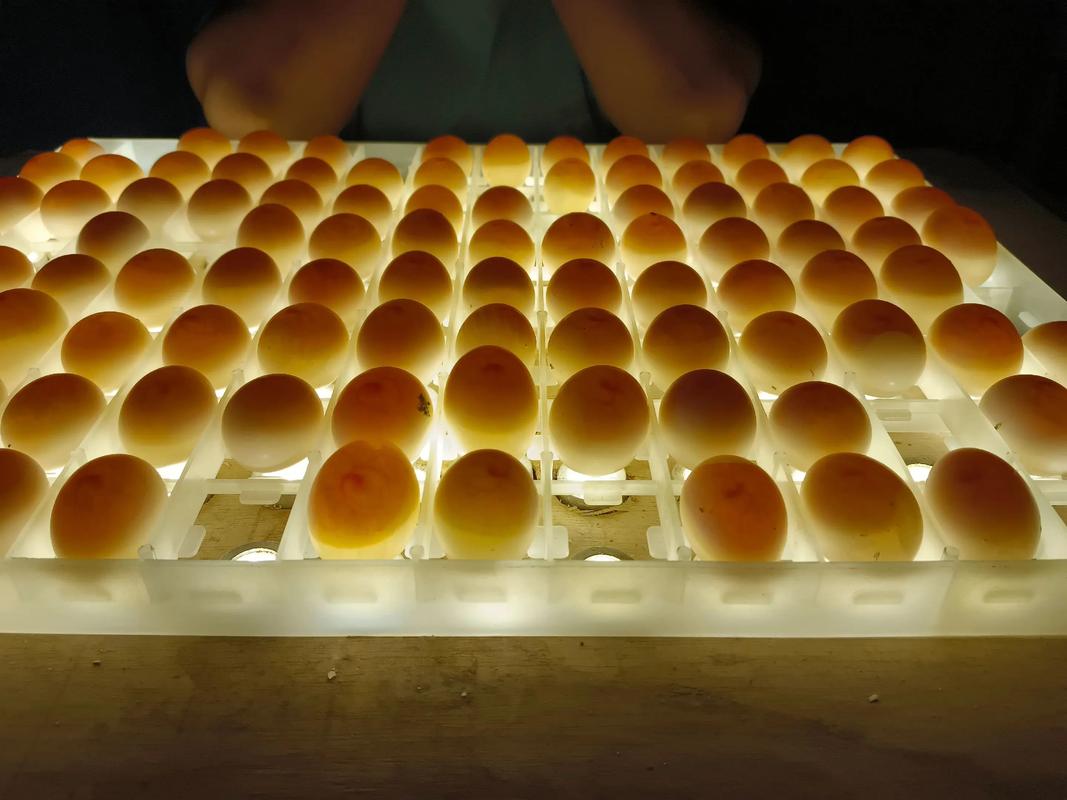 肉鸽乳鸽人工养殖技术有哪些关键要点？-图2