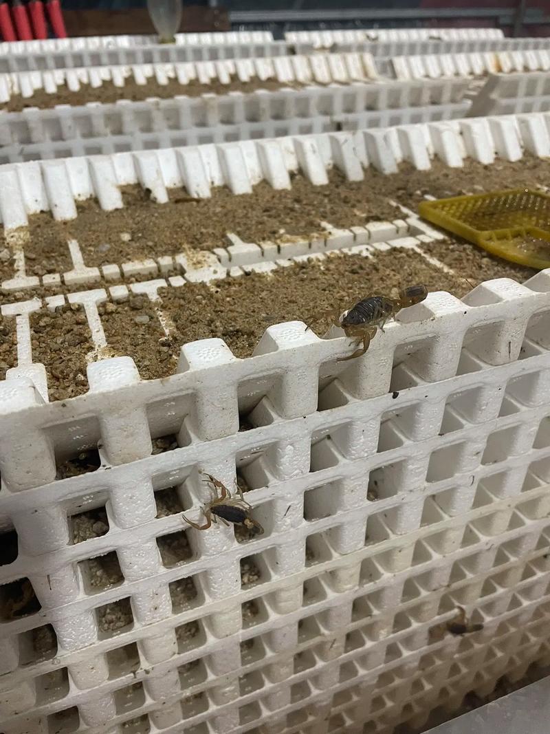 蝎子育苗有哪些关键技术？-图1