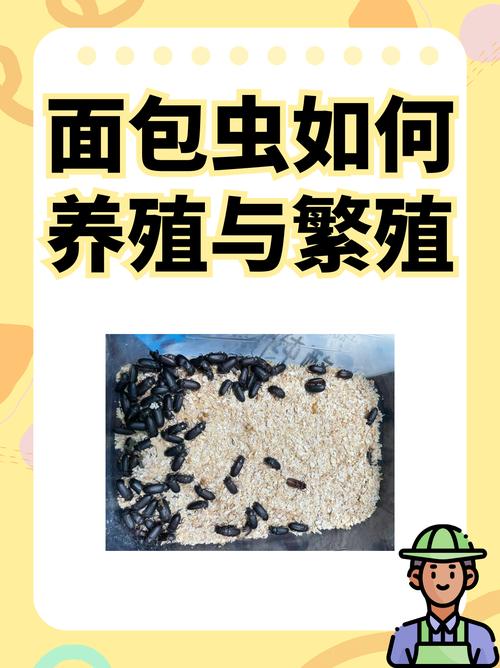 养殖黄粉虫技术哪里能学？-图1