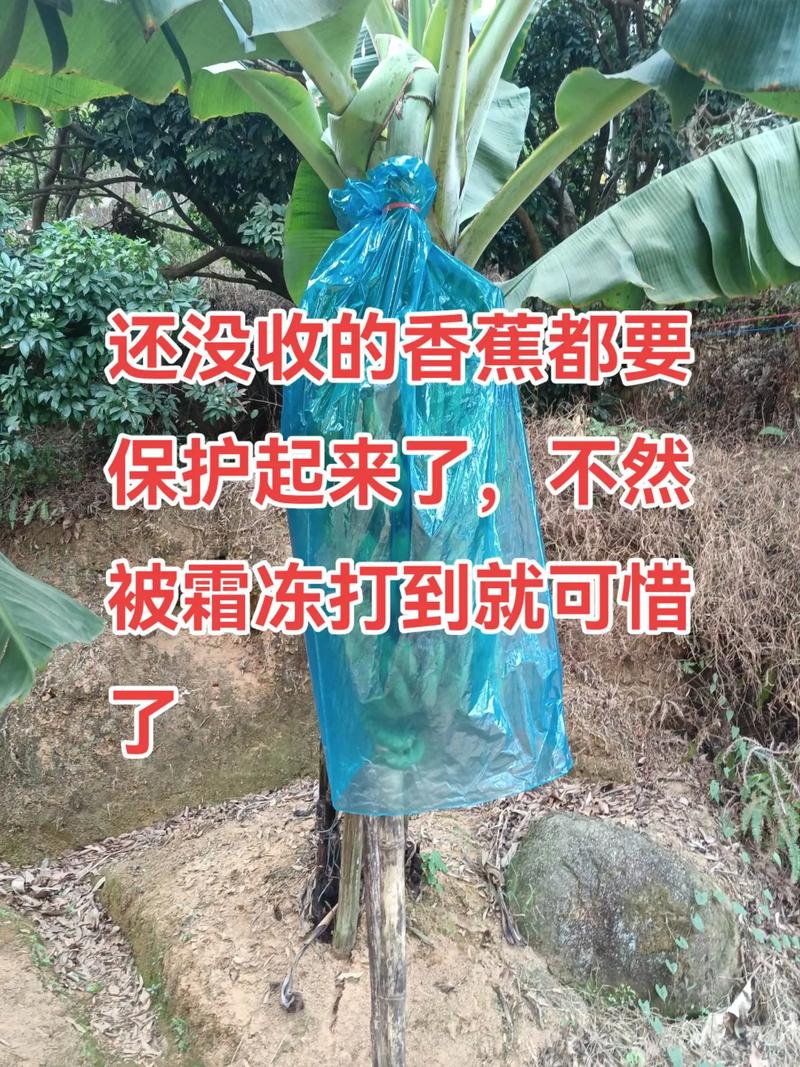 台湾香蕉种植技术视频有哪些要点？-图1