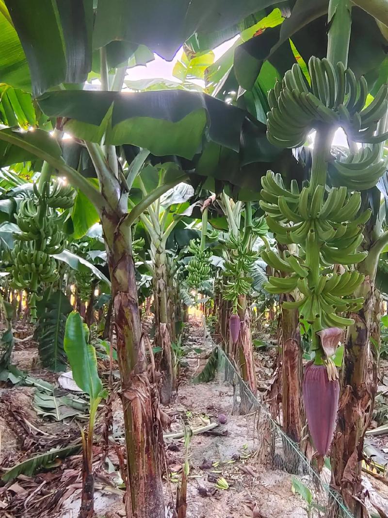 台湾香蕉种植技术视频有哪些要点？-图3