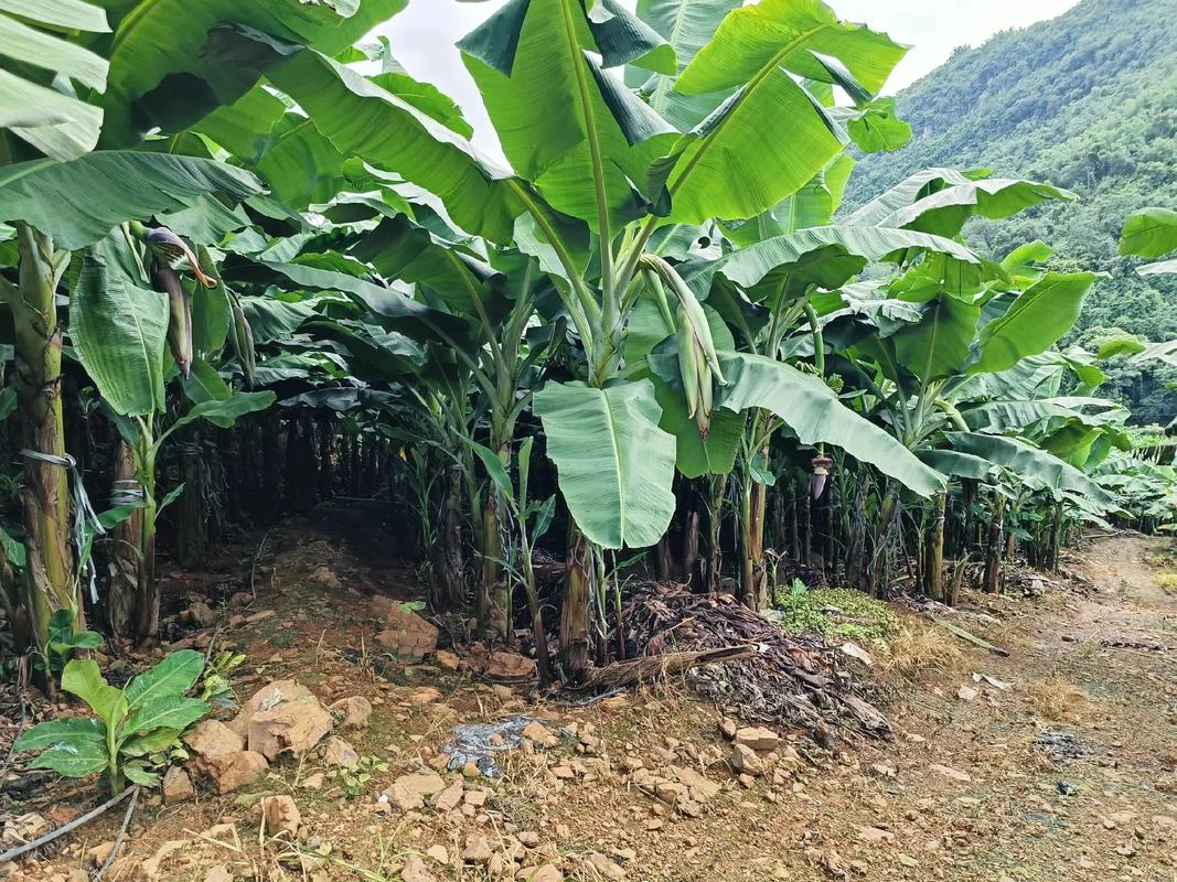 台湾香蕉种植技术视频有哪些要点？-图2