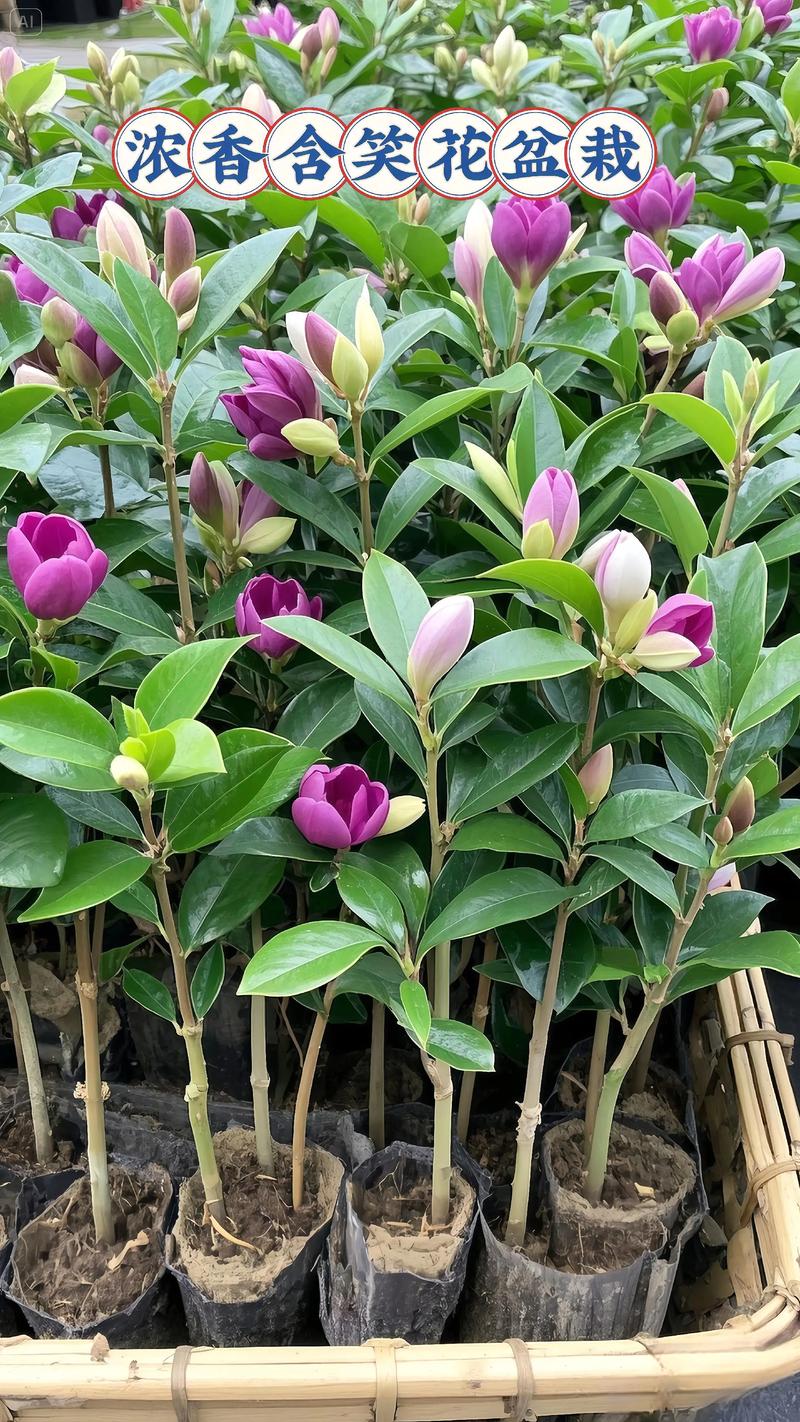 什么品种的含笑价值高-图1