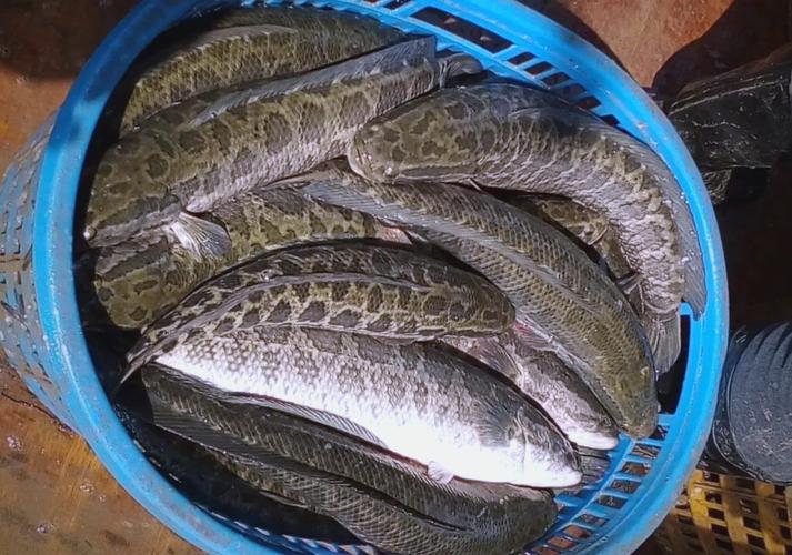 黑鱼冬天养殖需注意哪些技术要点？-图2