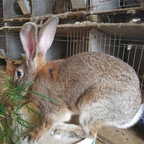 放养兔子怎么养殖技术-图2