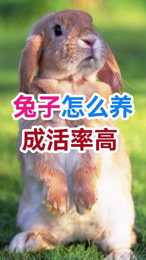 放养兔子怎么养殖技术-图3