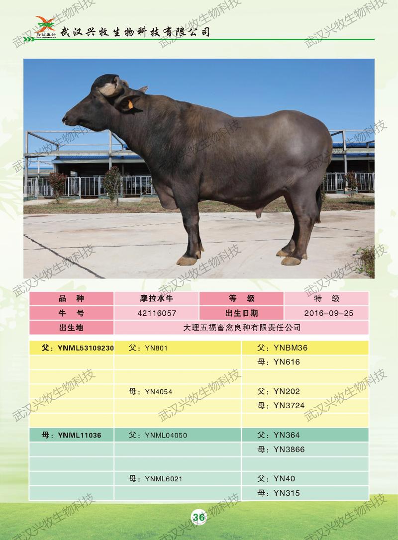 好品种公水牛有哪些特征？-图1