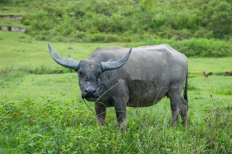 好品种公水牛有哪些特征？-图2