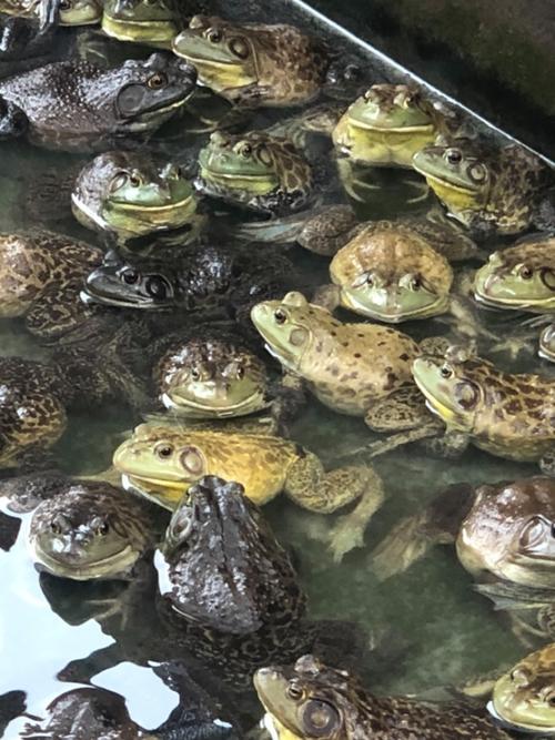 什么青蛙品种适合新手养殖？-图1