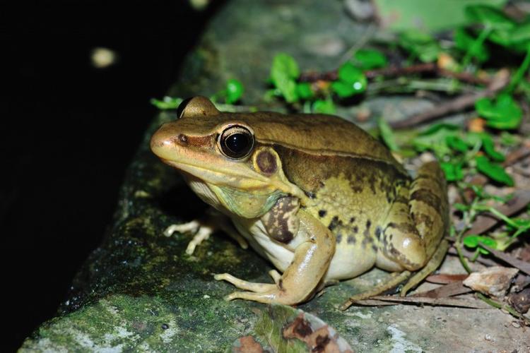 什么青蛙品种适合新手养殖？-图3