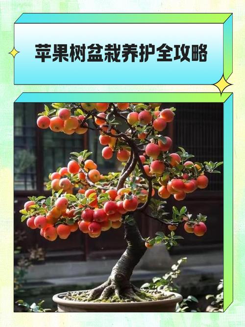 盆栽苹果修剪视频，新手怎么学？-图1