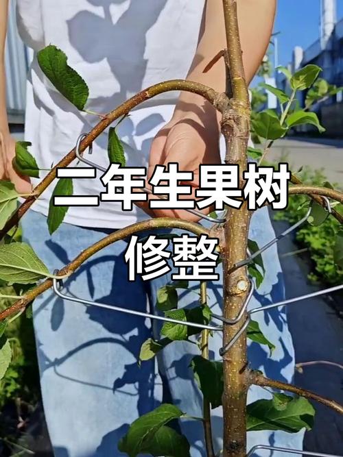 盆栽苹果修剪视频，新手怎么学？-图2
