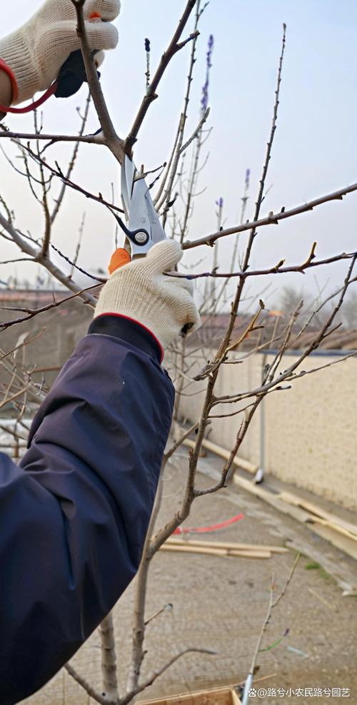 盆栽苹果修剪视频，新手怎么学？-图3