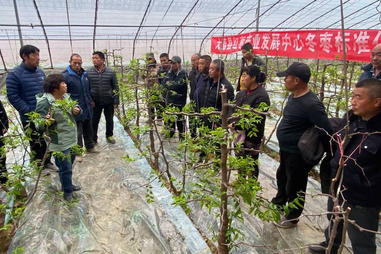 大棚枣树管理视频，关键技术有哪些？-图1