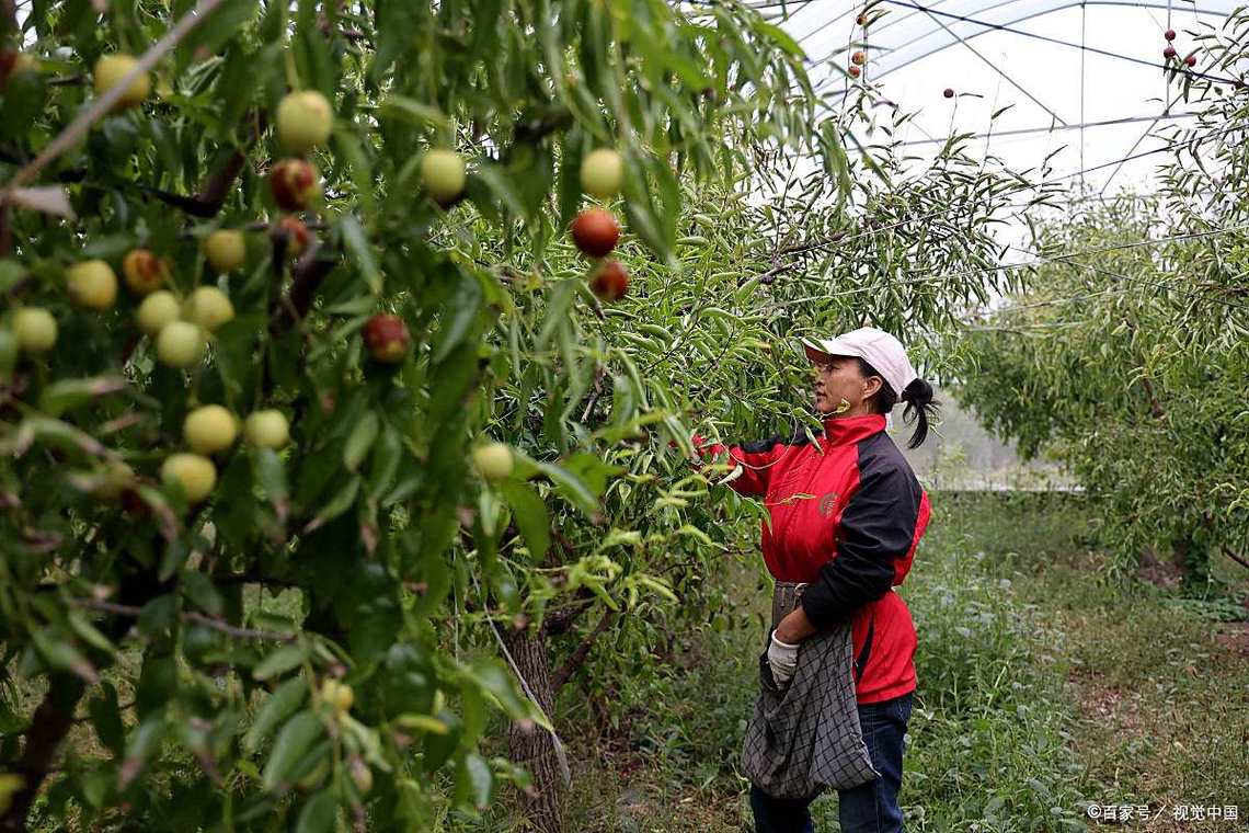 大棚枣树管理视频，关键技术有哪些？-图3
