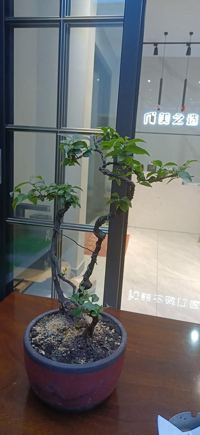 果树盆栽管理技术有哪些要点？-图2