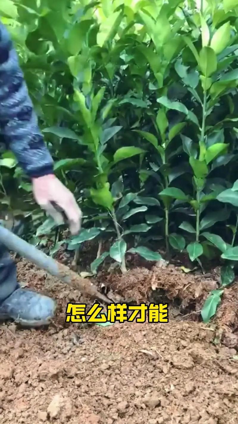 果树盆栽管理技术有哪些要点？-图3