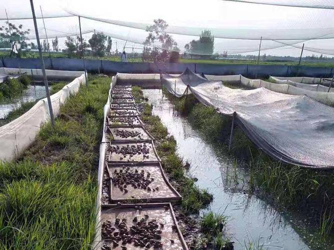 青蛙养殖技术图片，如何看懂门道？-图2