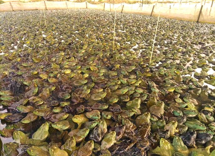 青蛙养殖技术图片，如何看懂门道？-图3