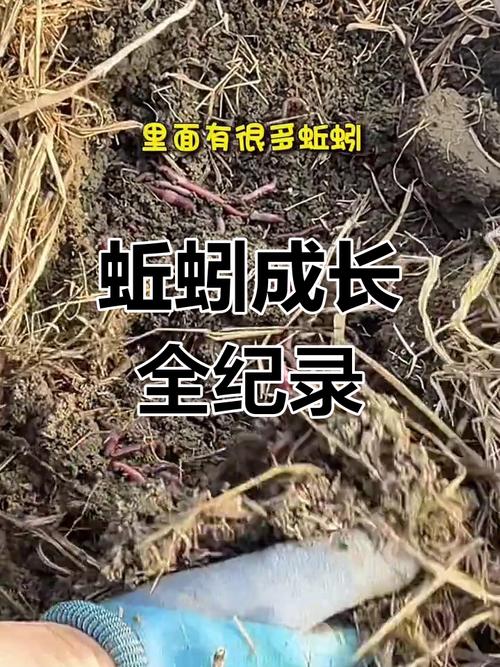 山西吕梁蚯蚓养殖技术有哪些关键要点？-图2