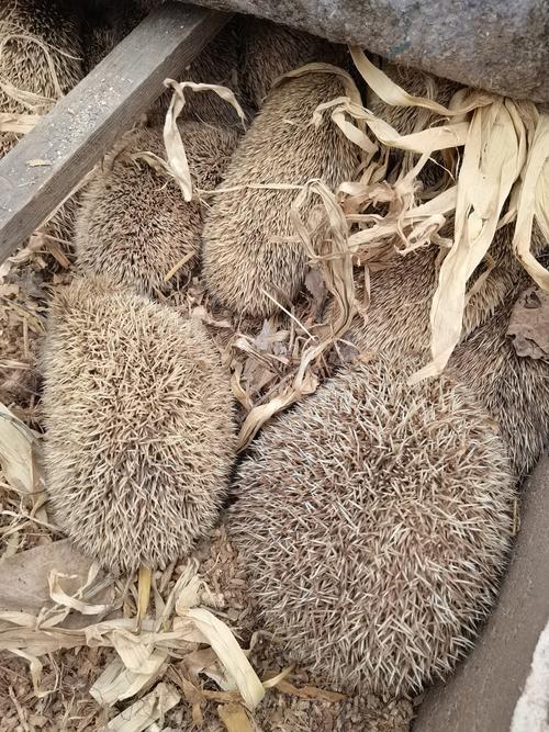 江苏卫视刺猬养殖技术有何秘诀？-图2