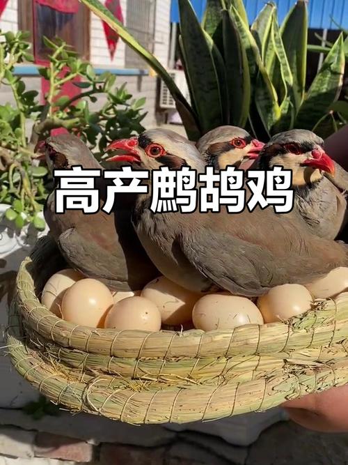 鹧鸪养殖技术如何掌握？每日农经有啥干货？-图1