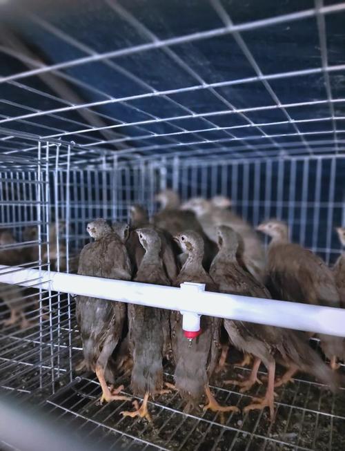 鹧鸪养殖技术如何掌握？每日农经有啥干货？-图2