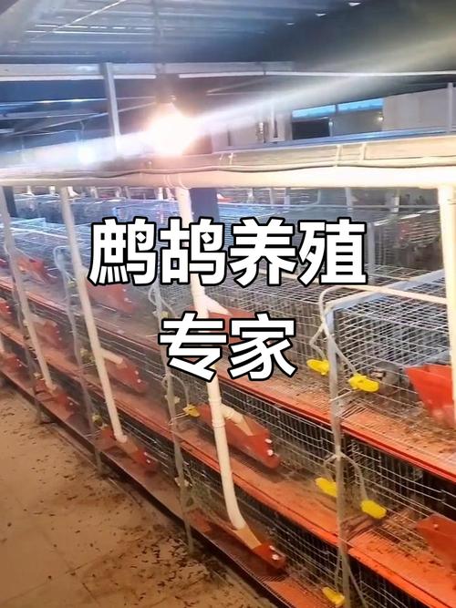 鹧鸪养殖技术如何掌握？每日农经有啥干货？-图3