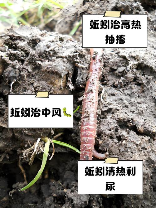 蚯蚓如何安全过冬？养殖技术要点有哪些？-图3