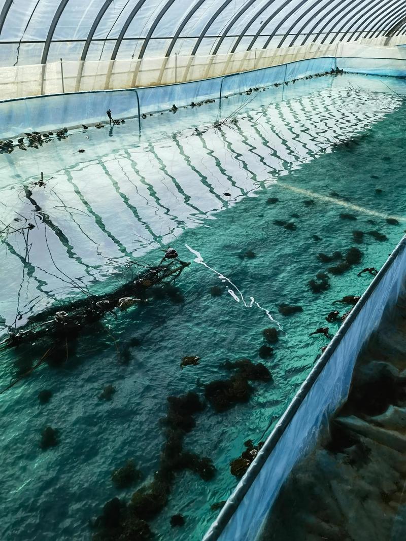 青蛙室内立体养殖技术怎么实现高效？-图1