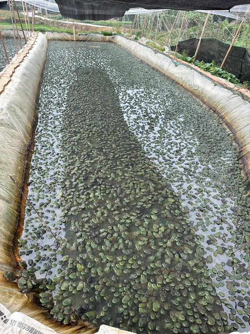 青蛙室内立体养殖技术怎么实现高效？-图2