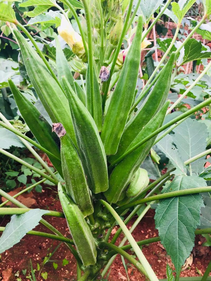 黄秋葵哪个品种产量最高？-图1