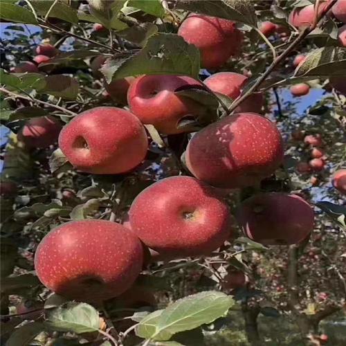 红色之爱种植技术视频，如何高效种植？-图2