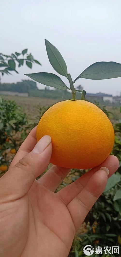 最高档柑桔橙品种有哪些？-图1